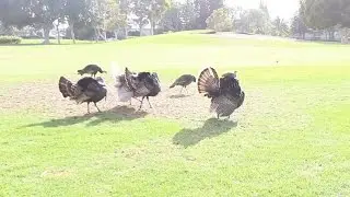 A FLOCK OF TURKEYS?!