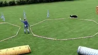 Longieren mit Hund - Die Pfoten Hundeschule