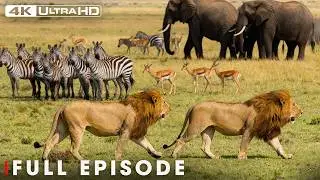 Wild Hunter: Fear on the Savannah | 4K UHD | Nature Animal Documentary