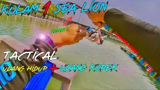 🔵Mancing dikolam Air Masin | Kolam 1 Sea Lion  