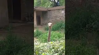 #jungle #zoo #newdelhi #delhi #animals #reels #shorts #shortvideo #like #likeforsubscribe