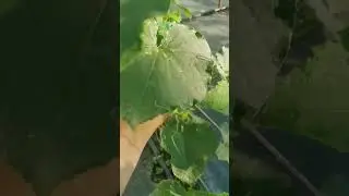 ЭКОЛЬ ИДЁТ на пикуль!