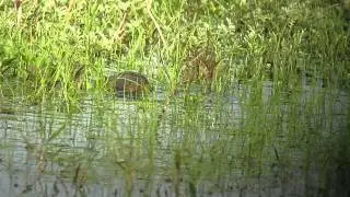 European Beaver - Castor Fiber - In Turov, Belarus