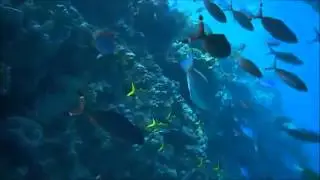 Жизнь рифа