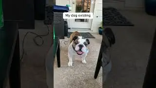 English Bulldog Sarge Just Existing 