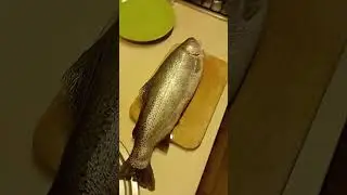 форель