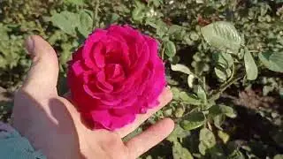 Копаем розы на продажу.