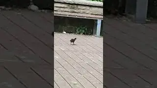 Птенцы камышницы.
