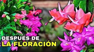 Qué hacer después de la Floración del CACTUS de NAVIDAD 😲 🌸