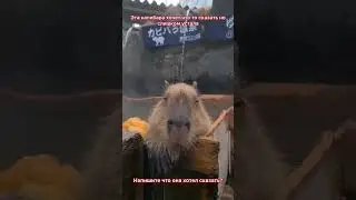 Капибара хотела вам что то сказать #capybara #капибара