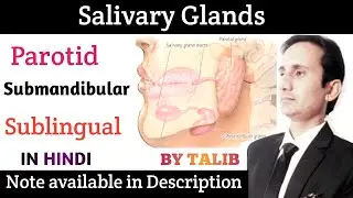 Salivary Glands Anatomy And Physiology In Hindi | Structure | Function | Types | Exocrine Glands