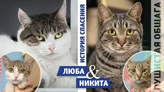 ИСТОРИЯ СПАСЕНИЯ ЛЮБАШИ И НИКИТЫ