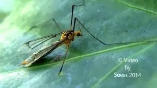Rare Footage on Tiger Crane Fly Feeding - 1080p HD