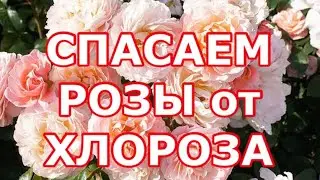ЗАБОЛЕВАНИЕ РОЗ, ХЛОРОЗ У РОЗ. КАК СПАСТИ РОЗЫ ОТ ХЛОРОЗА?