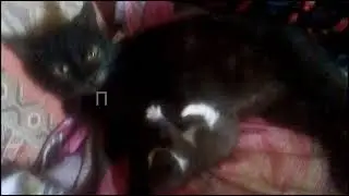 Фима пять дней.