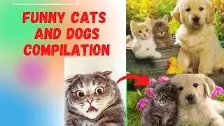 cat is a loving animal  | funny cats videos compilation (6)