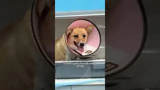 Rescue a puppy that was hit by a car 