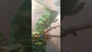 Очень злой хамелеон. Прикол