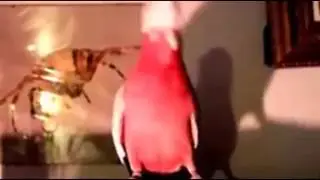 Приколы с животными и птицами Попугай танцует Gangnam Style