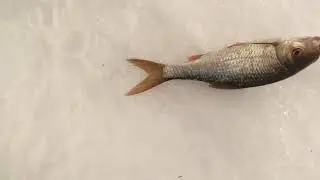 Чебак Иртяш