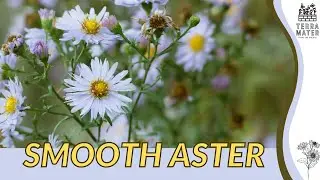 Introduction to SMOOTH ASTER: Plant Profile! (Aster laevis)