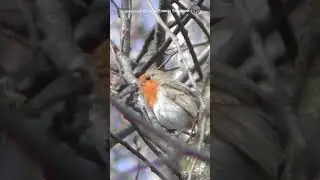 Robin bird 