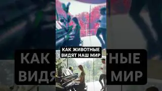 Как Животные Видят Наш Мир