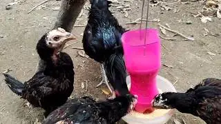 What can be made from plastic bottles  Chicken feed tank