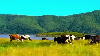 Cows graze on the left bank of the Amur