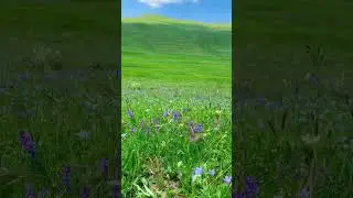 Kuşlar Cıvıldıyor, Kelebekler Uçuyor