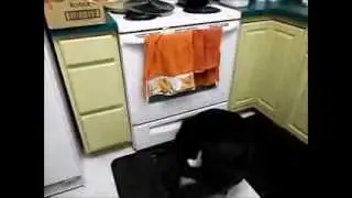 Bella : The Hoover Dog