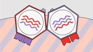 13 2 Antigenic Shift