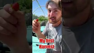 ￼ 🍓￼ Aquaponic Strawberry’s 🍓 #aquaponics #hydroponics #garden #gardening #strawberry #plants
