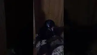 Гордый птиц:)