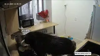 HECTOR GET CAUGHT! - REALLIFECAM TV