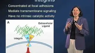 Focal adhesions  - Mary Beckerle (Utah)