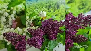 кавер Одинокая ветка сирени...