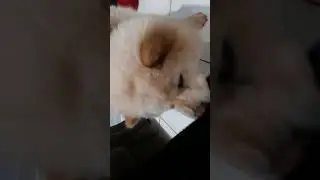 Chow encrencando com a bota da mamãe