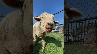 Sheep ASMR 🐑👀Watermelon Edition 🍉 #asmr #asmrsounds #funny #viral #food #mukbang #foodie #yummy