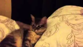 Narcoleptic Kitty
