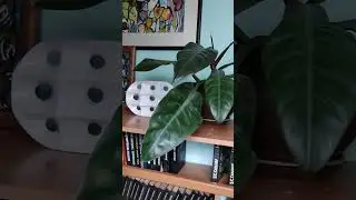 Филодендрон королевский