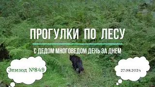 Прогулки по лесу. День за днем с дедом Многоведом. 27 августа 2024г. Эпизод 849.