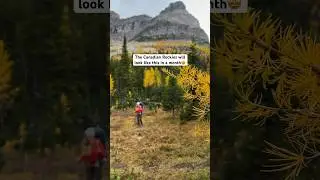 Who’s ready for larch season?!🤩🍁