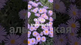 Астра альпийская