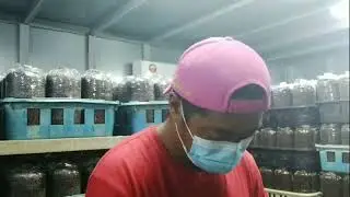 Baru tahu begini nanam bibit jamur || agak ribet harus steril