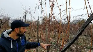 Tipuri de taieri pentru vita de vie semi-inalta in functie de soiul vitei de vie