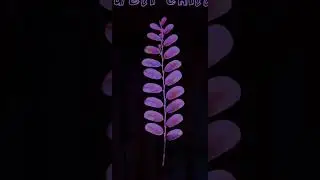 BLUEBERRY DRANK FEAT. DILLBOSS (Vertical Visualizer)