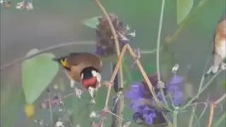 best song for goldfinch hunting