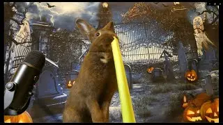 Rabbit's First Halloween ASMR