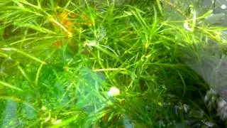 Damselfly laying eggs